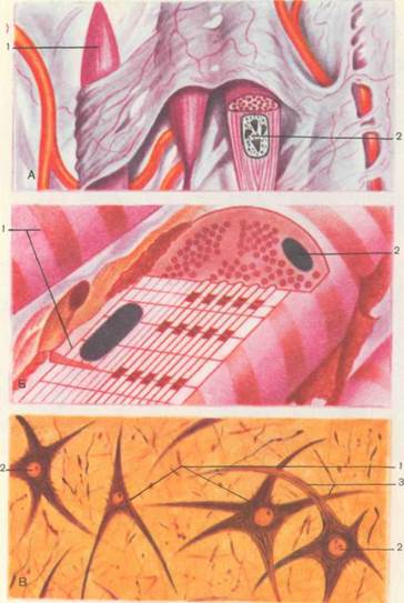 А — вид спереди; Б — вид сзади; 1 — наружная подвздошная артерия; 1 страница - student2.ru