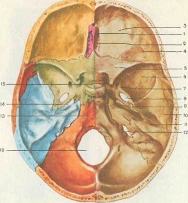 А — вид спереди; Б — вид сзади; 1 — наружная подвздошная артерия; 2 страница - student2.ru