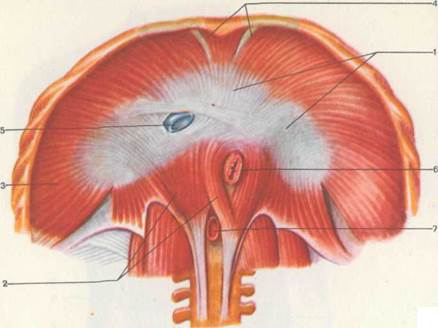 А — вид спереди; Б — вид сзади; 1 — наружная подвздошная артерия; 2 страница - student2.ru