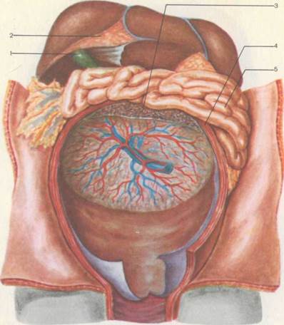 А — вид спереди; Б — вид сзади; 1 — наружная подвздошная артерия; 4 страница - student2.ru