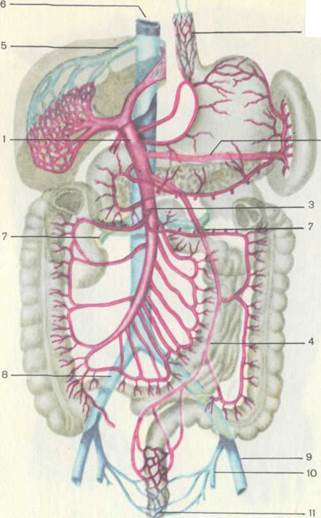 А — вид спереди; Б — вид сзади; 1 — наружная подвздошная артерия; 4 страница - student2.ru