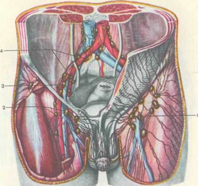 А — вид спереди; Б — вид сзади; 1 — наружная подвздошная артерия; 4 страница - student2.ru