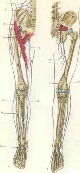 А — вид спереди; Б — вид сзади; 1 — наружная подвздошная артерия; 5 страница - student2.ru