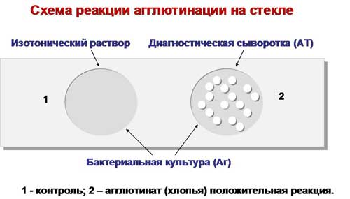 Агглютинциялық реакциялар - student2.ru