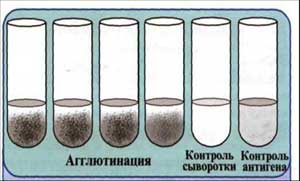 Агглютинциялық реакциялар - student2.ru