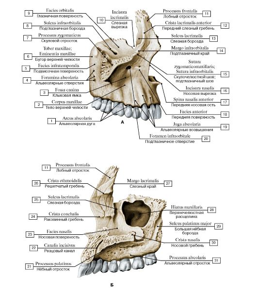 Ala of vomer; 2 - Vomerine groove - student2.ru