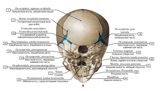 Ala of vomer; 2 - Vomerine groove - student2.ru