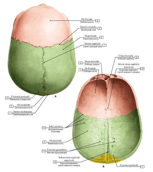 Ala of vomer; 2 - Vomerine groove - student2.ru