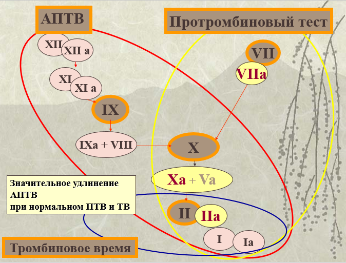 Алгоритм диагностики геморрагических васкулитов - student2.ru