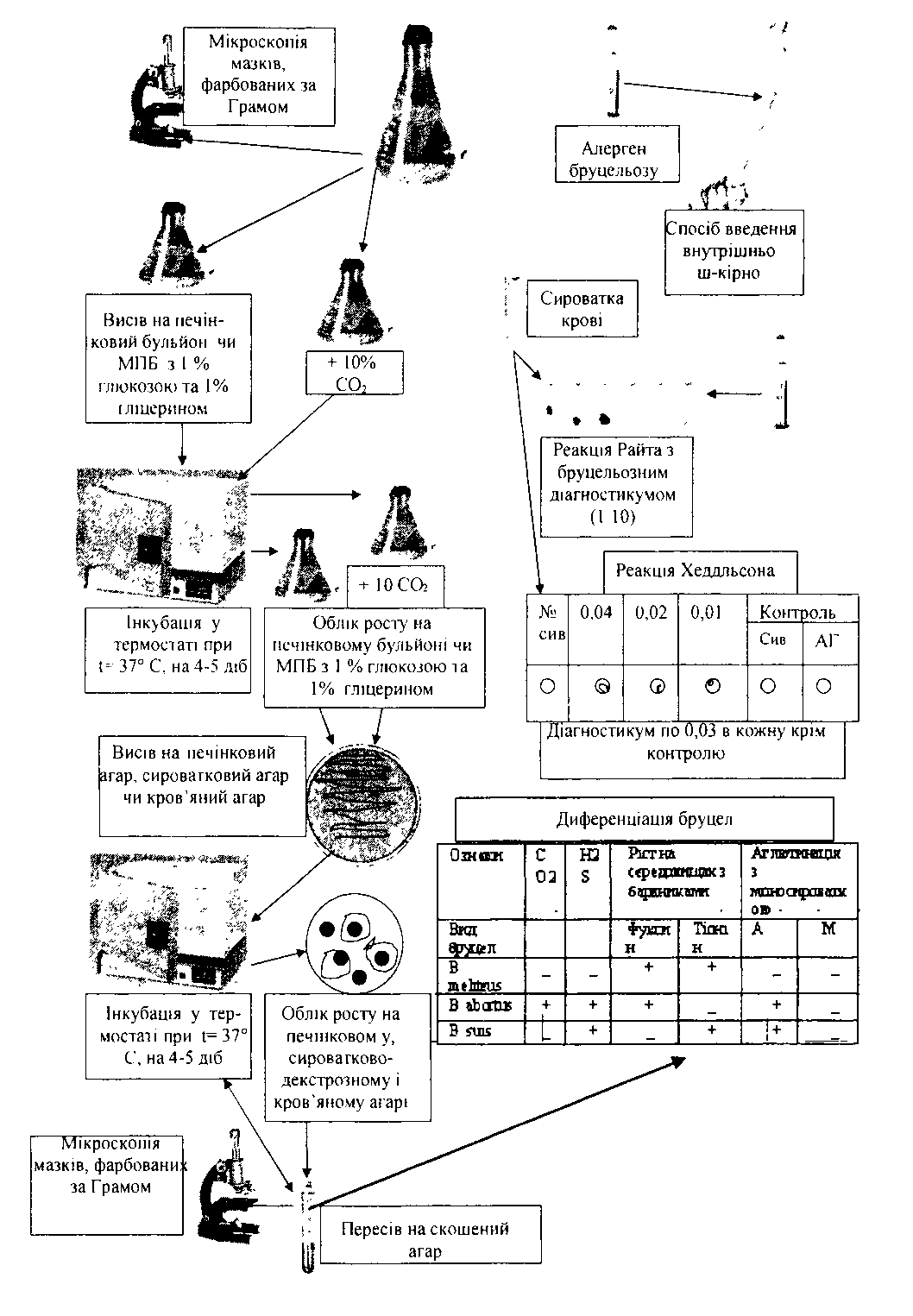 Аллергические методы диагностики туляремии - student2.ru