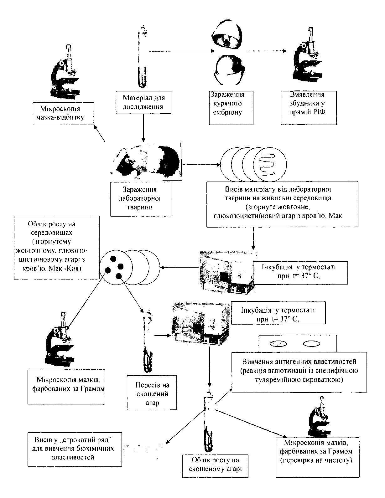 Аллергические методы диагностики туляремии - student2.ru