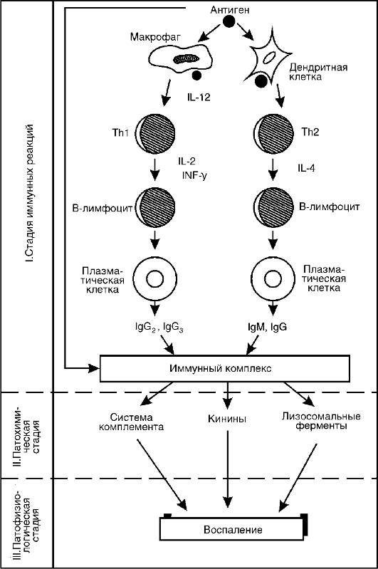 Аллергические реакции, развивающиеся по III (иммунокомплексному) типу гиперчувствительности - student2.ru