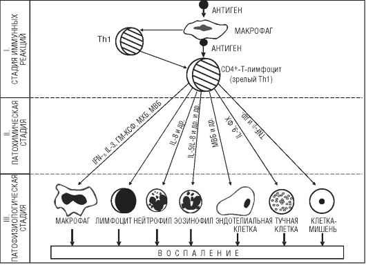 Аллергические реакции, развивающиеся по IV (опосредованному Т-клетками) типу гиперчувствительности - student2.ru