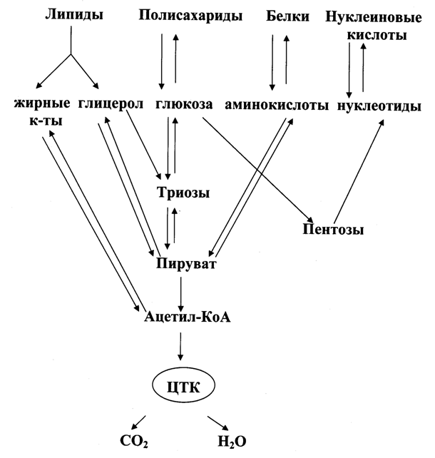 Аллостерическая регуляция метаболических путей - student2.ru