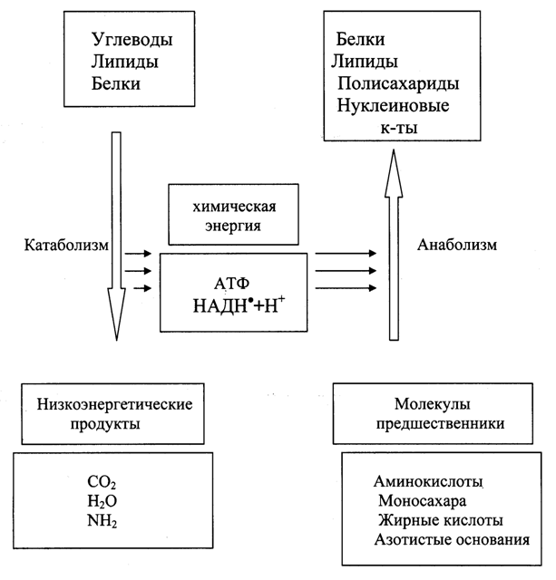 Аллостерическая регуляция метаболических путей - student2.ru