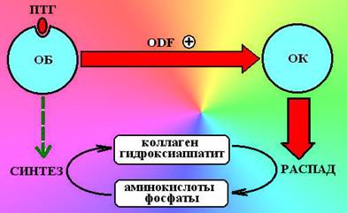 Аналоги паратиреоидного гормона. - student2.ru