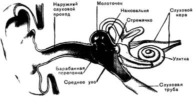 анатомия, физиология и гигиена детей дошкольного возраста - student2.ru