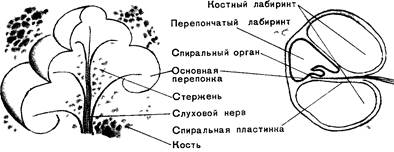 анатомия, физиология и гигиена детей дошкольного возраста - student2.ru