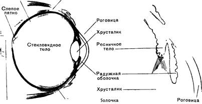 анатомия, физиология и гигиена детей дошкольного возраста - student2.ru