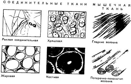 анатомия, физиология и гигиена детей дошкольного возраста - student2.ru