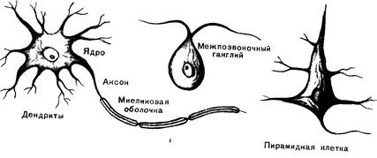 анатомия, физиология и гигиена детей дошкольного возраста - student2.ru