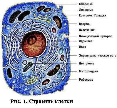 Анатомия и физиология человека - student2.ru
