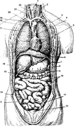 анатомия и физиология человека как наука - student2.ru