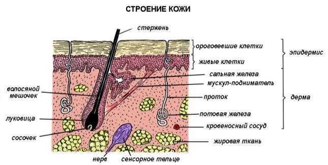 Функции лимфатической системы. - student2.ru