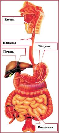 Анатомия и физиология нервной системы - student2.ru