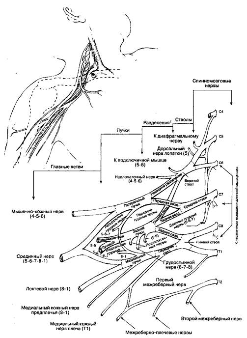 Анатомия плечевого сплетения - student2.ru