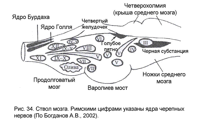 анатомия ствола головного мозга - student2.ru