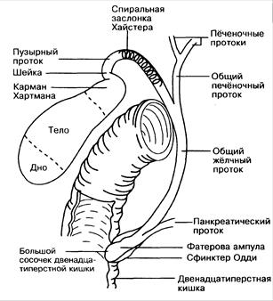 Анатомия желчной и панкреатической экскреции - student2.ru