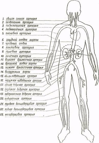 Анатомо - физиологические особенности строения системы артерий нижних конечностей - student2.ru