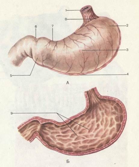 Анатомо-физиологические особенности строения желудка. - student2.ru