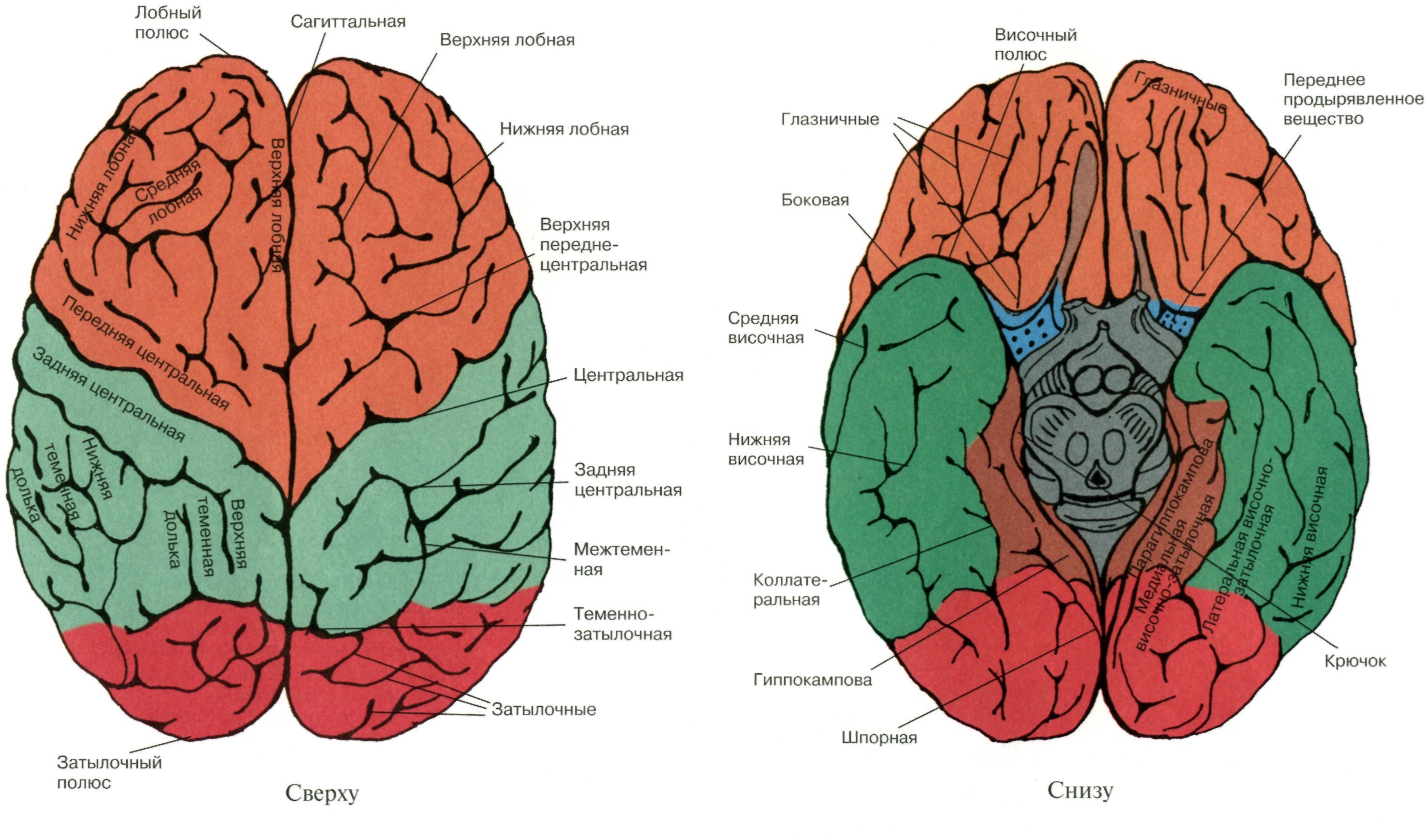 Полушария головного мозга конечный мозг