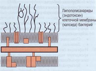 антифосфолипидный синдром и волчаночный антикоагулянт - student2.ru