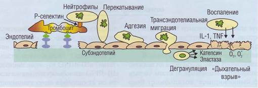 Антигепариновый фактор тромбоцитов (фактор 4 тромбоцитов, ф.4, PF4) - student2.ru