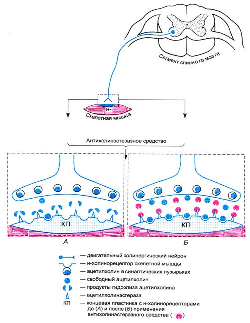 Антихолинэстеразные средства - student2.ru