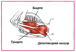 Апанасана — Поза апаны - student2.ru