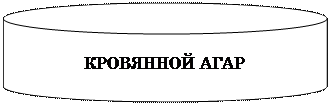 Аудиторная самостоятельная работа студентов. ♦ ИзучитьОрганизацию микробиологической лабораторной службы и правила работы в лаборатории, используя материалы по дисциплине - student2.ru