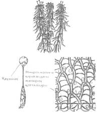 айталау сұрақтары. Тақырыбы: Мүктәрізділер бөлімі - Вrуорhуtа. - student2.ru