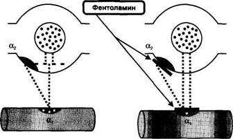 Б. Средства, блокирующие адренергические синапсы - student2.ru