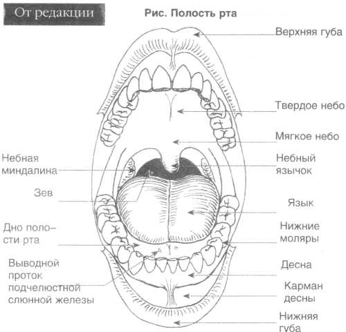 Бактериальные кокковые инфекции - student2.ru