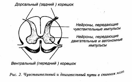 барни (42 года): пизанская башня - student2.ru