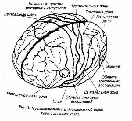 барни (42 года): пизанская башня - student2.ru