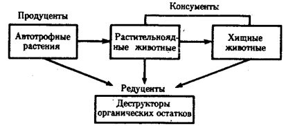 биогеоценоз - элементарная единица биогеоценотического уровня организации жизни - student2.ru