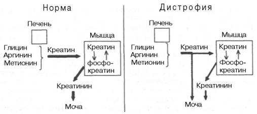 биохимические изменения в мышцах - student2.ru