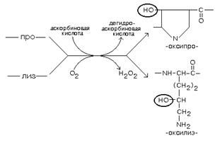 Биохимия соединительной ткани. Структура, функции, биосинтез коллагена и эластина. - student2.ru
