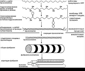 Биохимия соединительной ткани. Структура, функции, биосинтез коллагена и эластина. - student2.ru