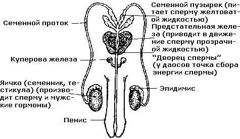 Биологическое значение половых гормонов для здоровья - student2.ru